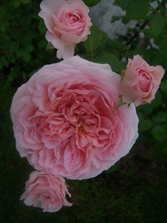 Abraham Darby® (Auscot) en internet