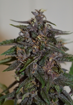 SWEET DARK CBD x 5 Auto - comprar online