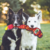 Brinquedo de pelúcia para cães Tough Seamz Snake Outward Hound - XG - comprar online