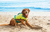 Colete salva-vidas para cães - Standley Sport Life Jacket - Outward Hound - loja online