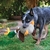 Brinquedo Kong Shakers Honkers Duck para Cães - comprar online