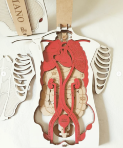 Cuerpo Humano En Capas Organos Huesos Nombres - Accesibble