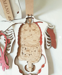 Cuerpo Humano En Capas Organos Huesos Nombres - tienda online