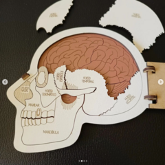 Craneo En Capas Educativo Huesos Cerebro Madera en internet