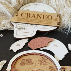 Craneo En Capas Educativo Huesos Cerebro Madera - tienda online