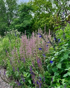 Agastache pallidiflora Rose Mint