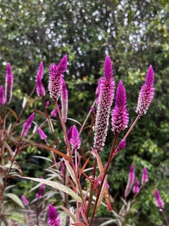 Celosia spicata flamingo purple