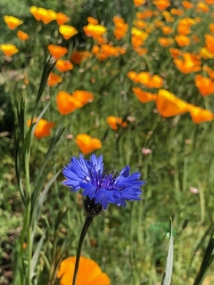 Centaurea Cyanus en internet