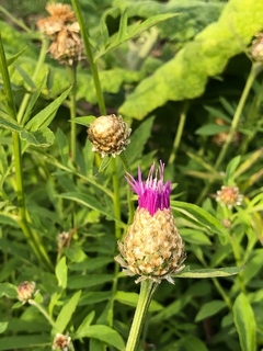 Centaurea Dealbata - comprar online