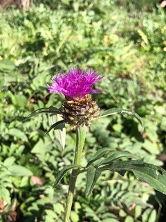 Centaurea Dealbata - misherbaceas