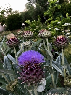 Cynara cardunculus