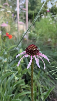 Echinacea pallida