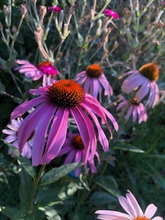 Echinacea Purpurea