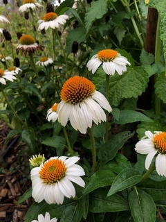 Echinacea White Swan - comprar online