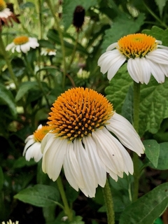 Echinacea White Swan - misherbaceas