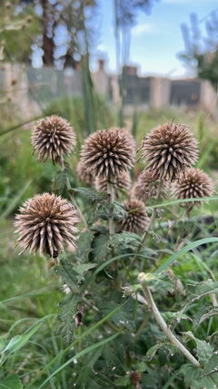 Echinop bannaticus 'Globe Thistle' - tienda online