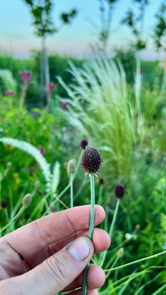 Eryngium sanguisorba