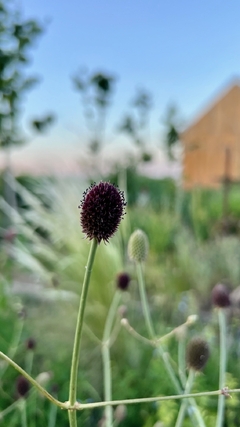 Eryngium sanguisorba - comprar online