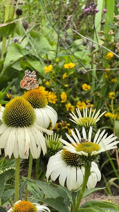 Echinacea White Swan