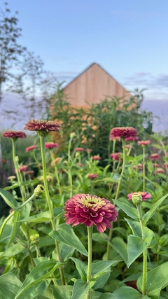 Zinnia elegans Queen Red Lime - comprar online