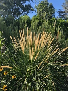 Pennisetum macrourum 'Tail Feathers'