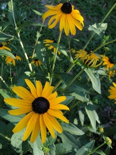 Rudbeckia fulgida 'goldstrum'