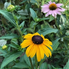 Rudbeckia fulgida 'goldstrum' en internet