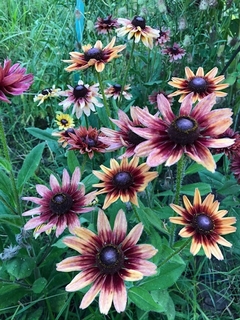 Rudbeckia Sahara - misherbaceas