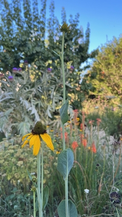 Rudbeckia Maxima en internet