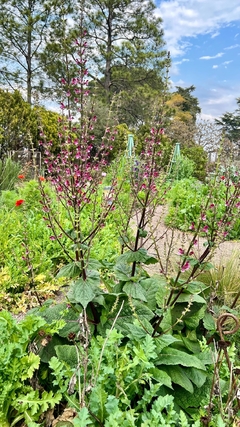 Salvia hierosolymitana