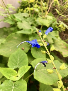 Salvia macrophylla - misherbaceas