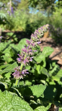 Salvia Verticillata en internet