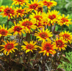 Heliopsis helianthoides burning hearts