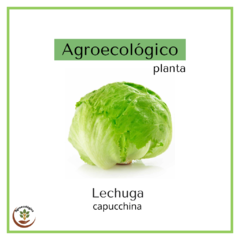 Lechuga capuchina agroecológica - 250 grs - comprar online