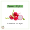 Rabanitos sin hojas agroecológico - 200 grs