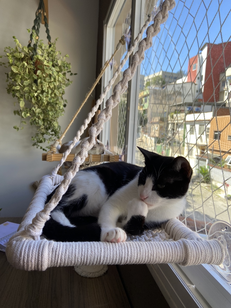 Cama gato comprar new arrivals