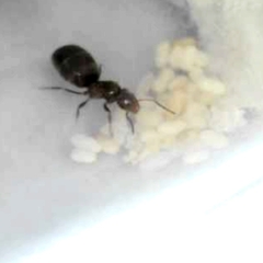 Reina Brachymyrmex - tienda online