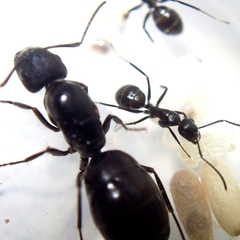 Colonia Camponotus Punctulatus