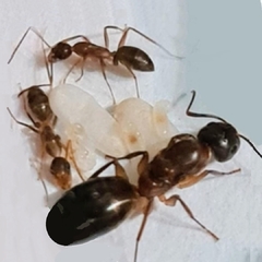 Colonia Camponotus Sp