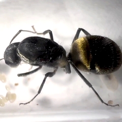 Colonia Camponotus Mus