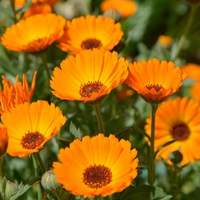 ES. CALENDULA X 50 cc