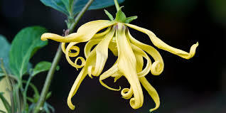 ES. YLANG YLANG X 60