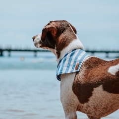 Bandana para cachorro - Oceano - comprar online