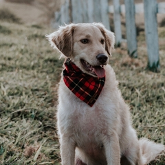 Bandana para cachorro - Penedo na internet