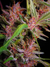 Despink Fotoperiódica x 5 - Silver River Seeds - comprar online