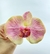 Orquídea Rosa Grande, em silicone com base em grampo. - comprar online