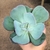 Echeveria Gila