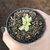 Haworthia Retusa Variegata