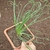 Albuca Spiralis