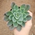 Echeveria var. Blue Prince